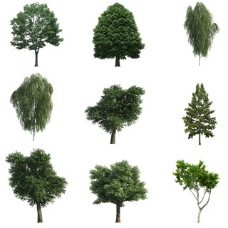 绿化树木植物盆栽盆景矢量素材